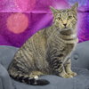 Tallulah - Photo 4