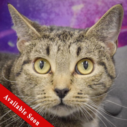 TALLULAH - Tabby / Domestic Short Hair available for adoption