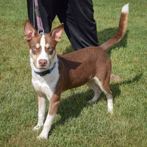 Maverick, an adoptable Husky / German Shepherd Dog / Mixed at Animal House Shelter — photo 2