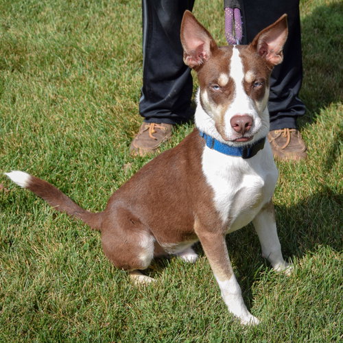 Maverick, an adoptable Husky / German Shepherd Dog / Mixed at Animal House Shelter — photo 3
