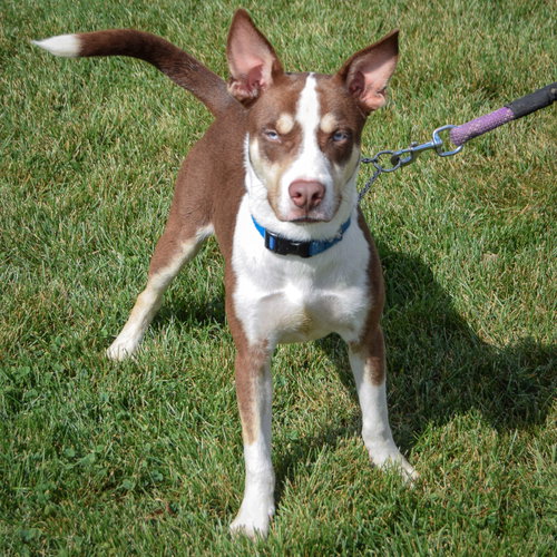 Maverick, an adoptable Husky / German Shepherd Dog / Mixed at Animal House Shelter — photo 4