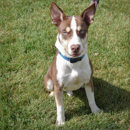 Maverick, an adoptable Husky / German Shepherd Dog / Mixed at Animal House Shelter — photo 5