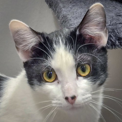 DOC - Tuxedo / Domestic Short Hair available for adoption