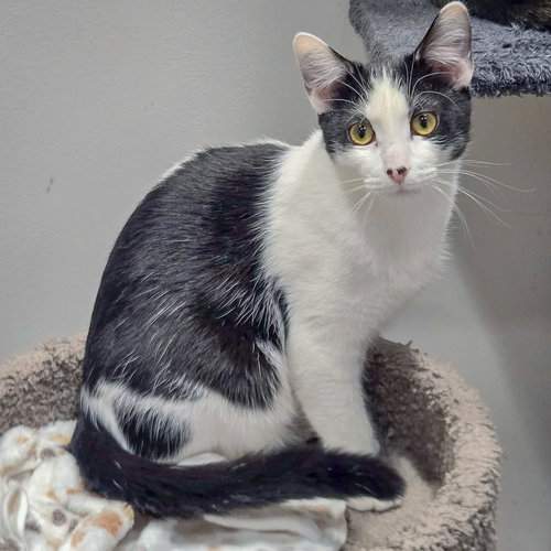 DOC - Tuxedo / Domestic Short Hair available for adoption