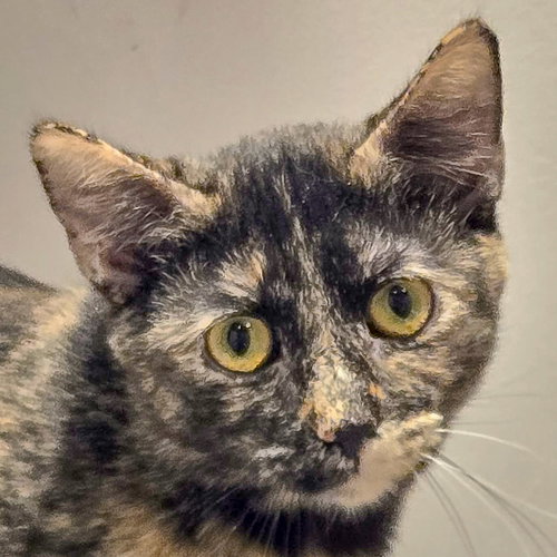 ZIG ZAG - Tortoiseshell / Domestic Short Hair available for adoption