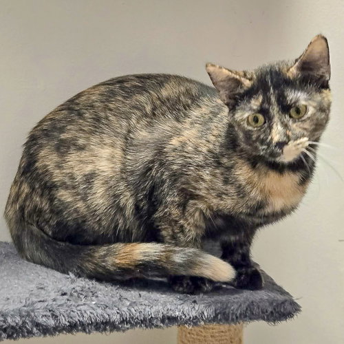 ZIG ZAG - Tortoiseshell / Domestic Short Hair available for adoption