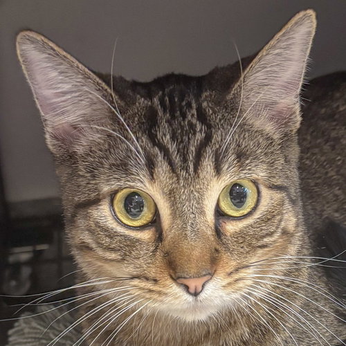 ASH - Tabby / Domestic Short Hair available for adoption