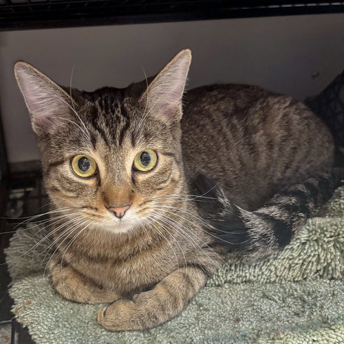 ASH - Tabby / Domestic Short Hair available for adoption