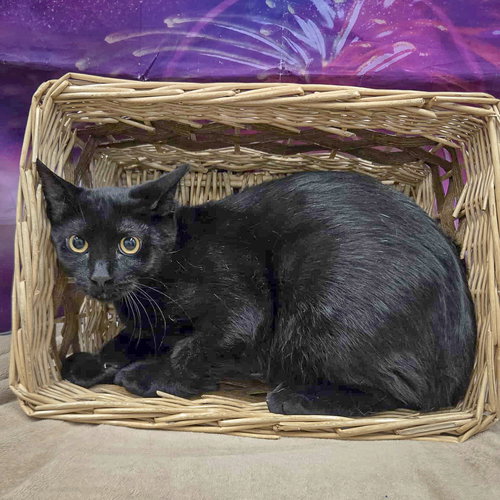 BONFIRE - Bombay / Domestic Short Hair available for adoption