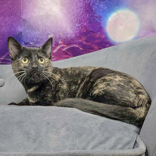 FLAME - Tortoiseshell / Domestic Short Hair available for adoption