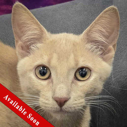 picture of the cat needing adoption