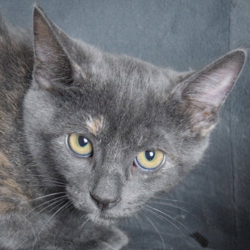 picture of the cat needing adoption
