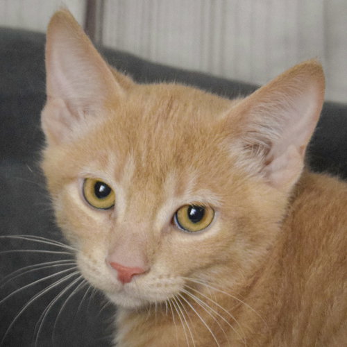 picture of the cat needing adoption