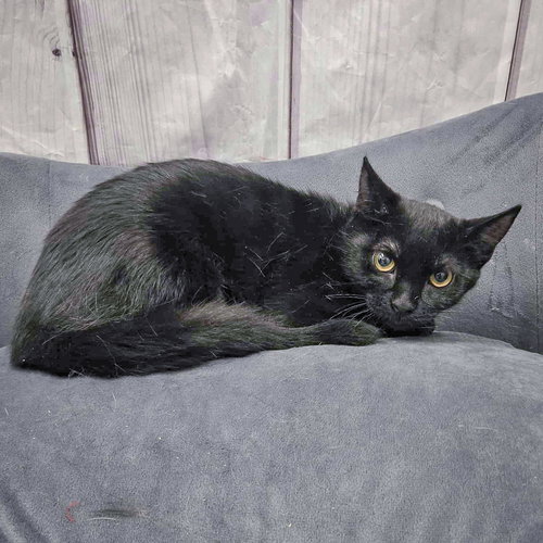 MOON - Bombay / Domestic Short Hair available for adoption