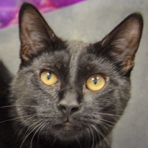 picture of the cat needing adoption