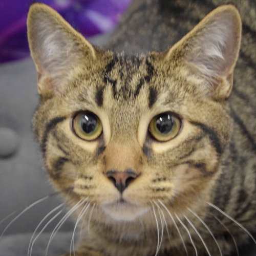 picture of the cat needing adoption