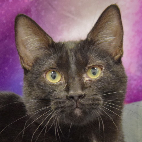picture of the cat needing adoption