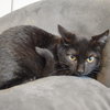 Ralphie - Photo 2