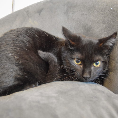 RALPHIE - Bombay / Domestic Short Hair available for adoption