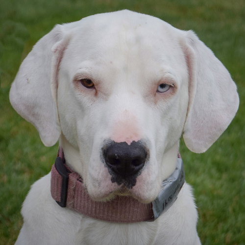 picture of the dog needing adoption