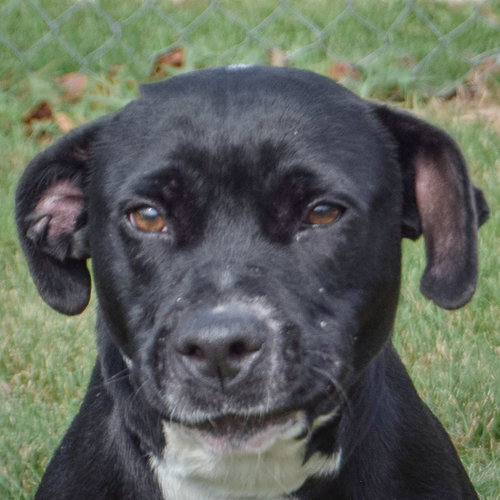 picture of the dog needing adoption