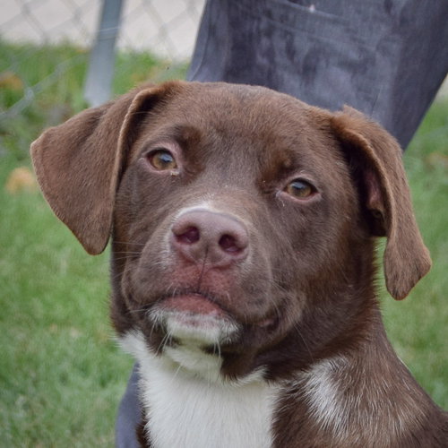 picture of the dog needing adoption