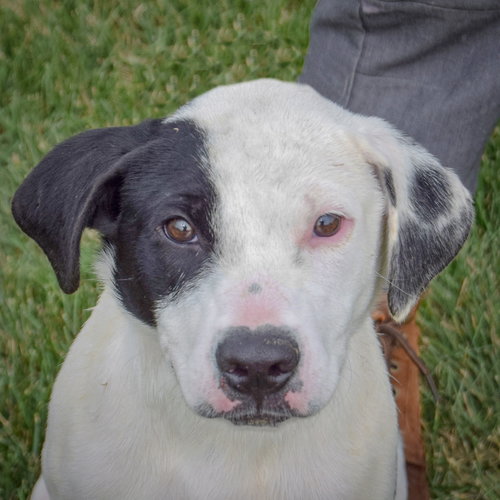 picture of the dog needing adoption