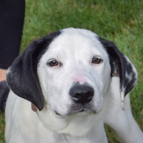 picture of the dog needing adoption