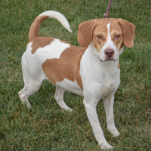 JOKER - Beagle / American Foxhound available for adoption