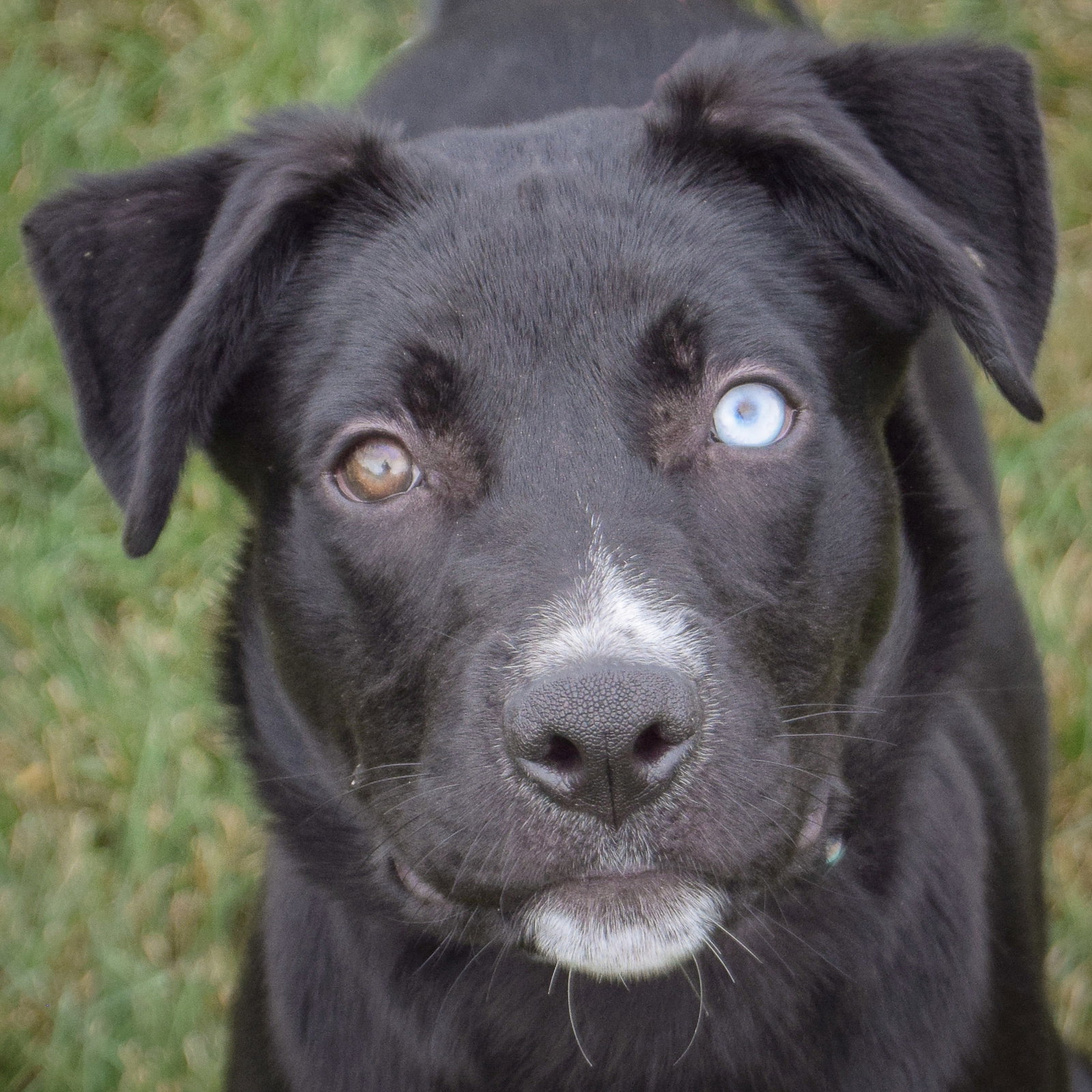 Border Collie