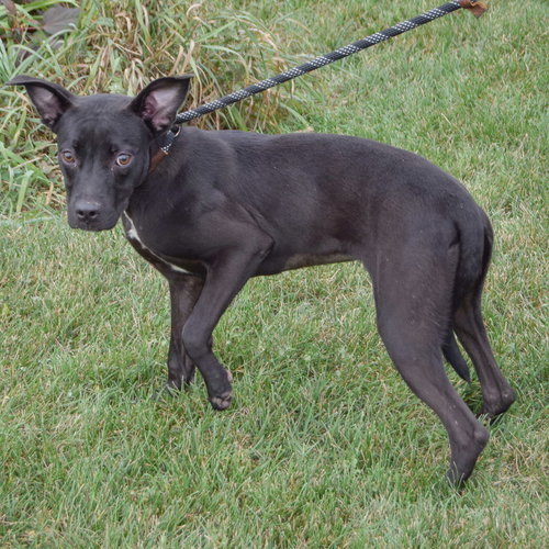 FAITH - Cattle Dog / American Staffordshire Terrier available for adoption