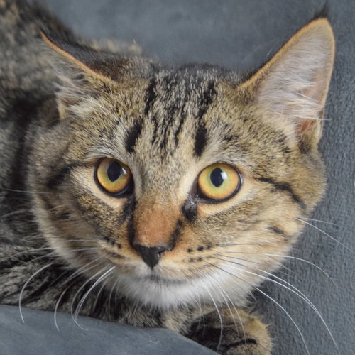 TIGS - Tabby / Domestic Short Hair available for adoption