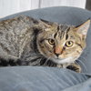 Tigs - Photo 2