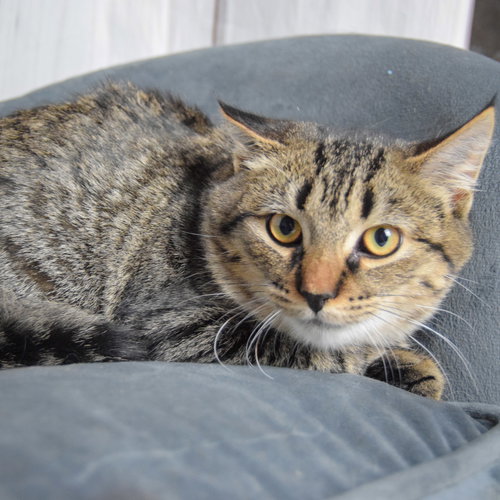 TIGS - Tabby / Domestic Short Hair available for adoption
