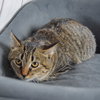 Tigs - Photo 3