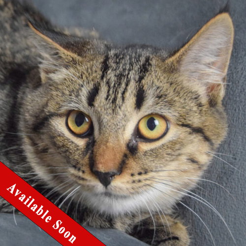 picture of the cat needing adoption