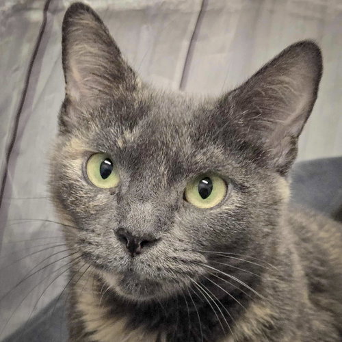 picture of the cat needing adoption