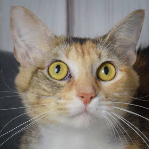 picture of the cat needing adoption
