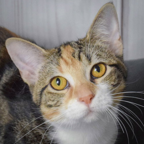 picture of the cat needing adoption