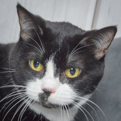 picture of the cat needing adoption