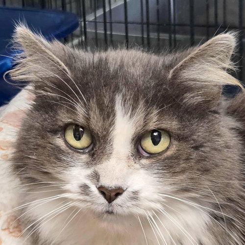 picture of the cat needing adoption