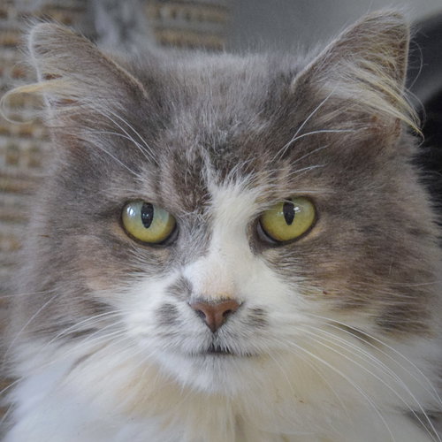 picture of the cat needing adoption