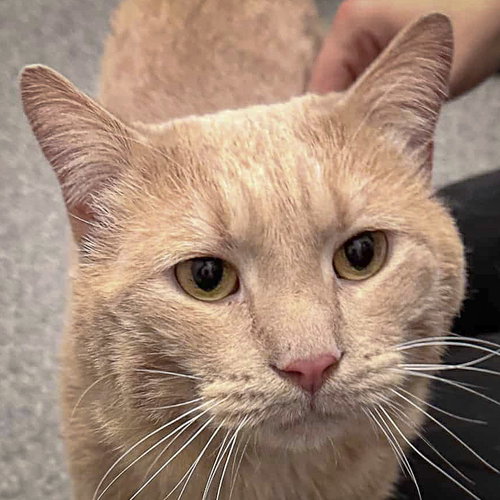 picture of the cat needing adoption