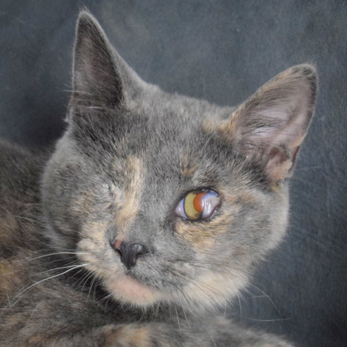 picture of the cat needing adoption