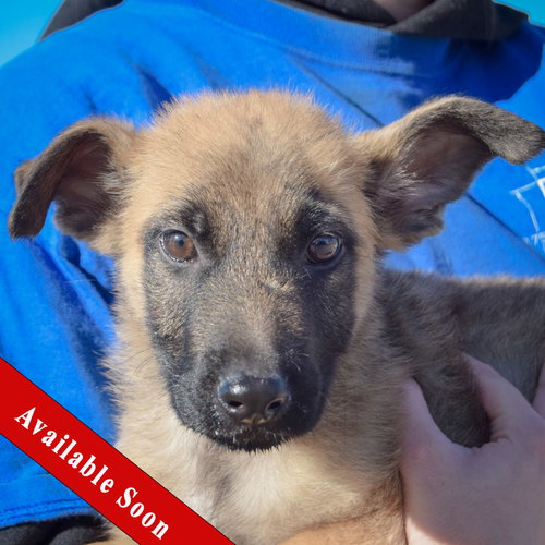 picture of the dog needing adoption