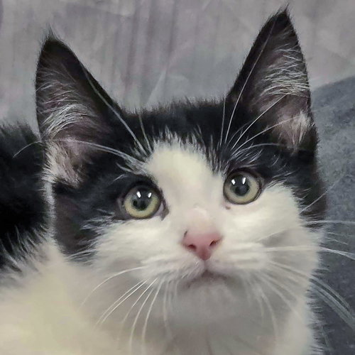 picture of the cat needing adoption