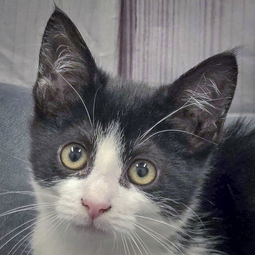 picture of the cat needing adoption