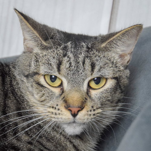 picture of the cat needing adoption