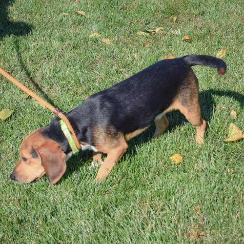 Benny