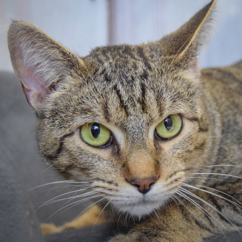 picture of the cat needing adoption